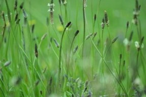 cao国产,历史、文化与现代发展的交融画卷