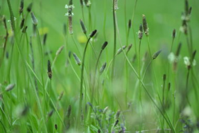 cao国产,历史、文化与现代发展的交融画卷